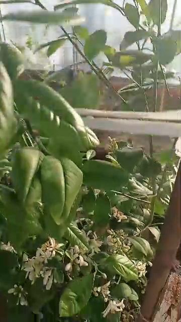 Цветение цитрусовых Крымск свой сад