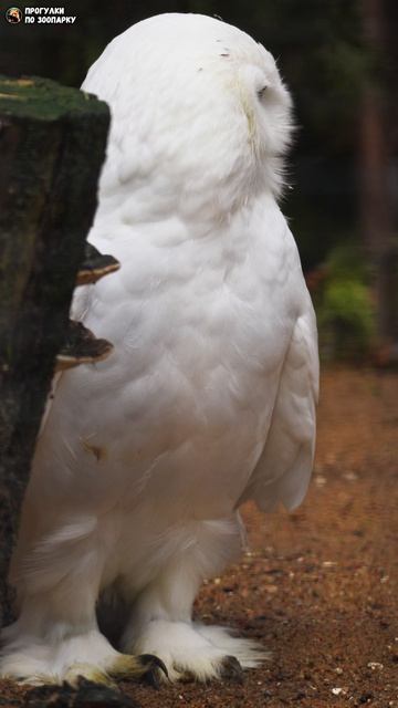Полярная сова наблюдает. Ленинградский зоопарк