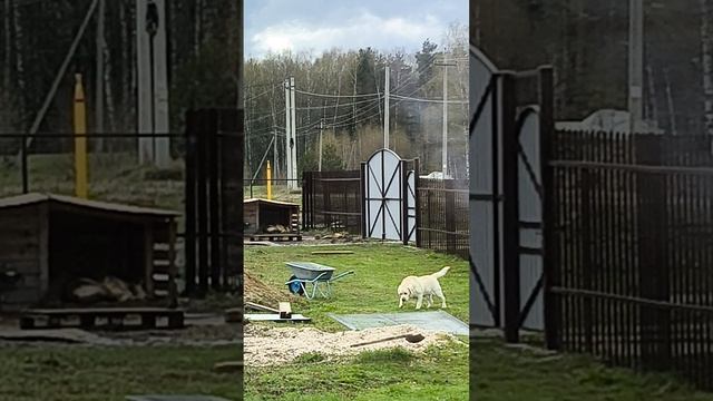 Ох хулиган этот собака ушёл на Самовыгул