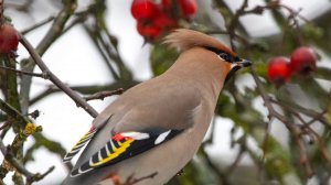 Флейта Первые дни обучения
