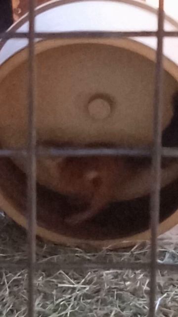 Белка - акробат