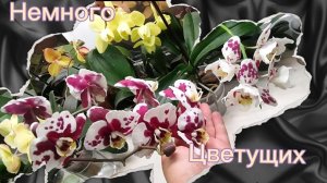 #191 ОрхоVLOG У меня новый гаджет. Приём- приём. Немного цветущих🌺🌺🌺