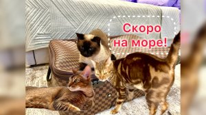 Влог/ Скоро на Море #котики