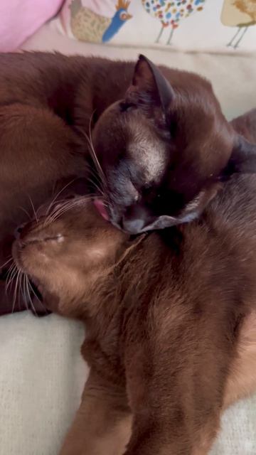 Котиккошечка