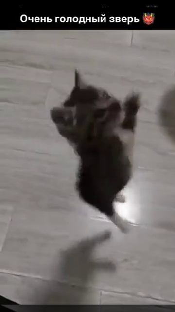 Срочно нужна еда!