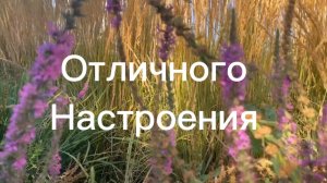 Отличного настроения, хорошего дня!