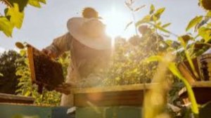 30 апреля - Зосима Пчельник. Народные приметы и традиции