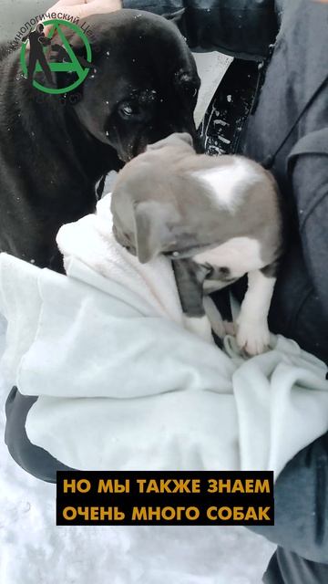 СЕРИЯ_02_Первые_минуты_щенка_дома_знакомство_с_собакои