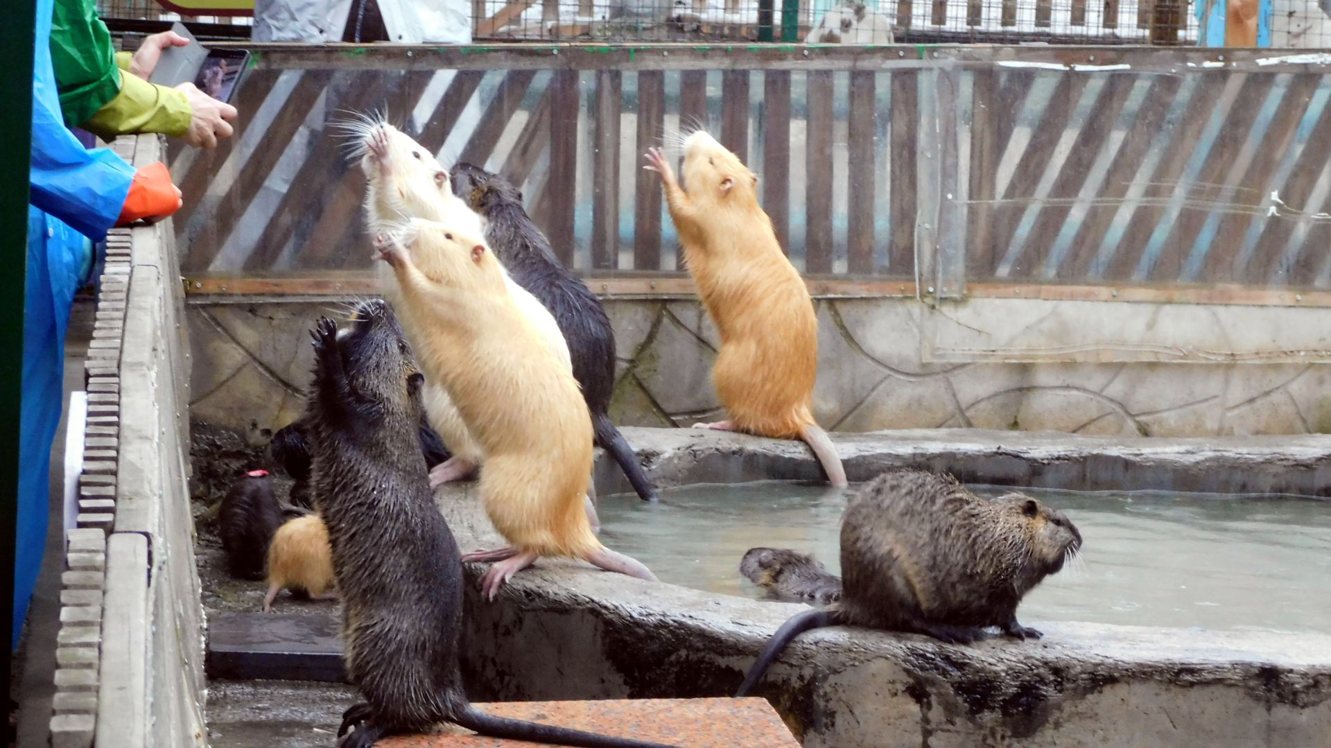 Попрошайки