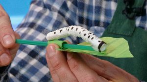 Мастерская: Гусеница своими руками✨ Шоу для детей С добрым утром, малыши! (2023) №36264