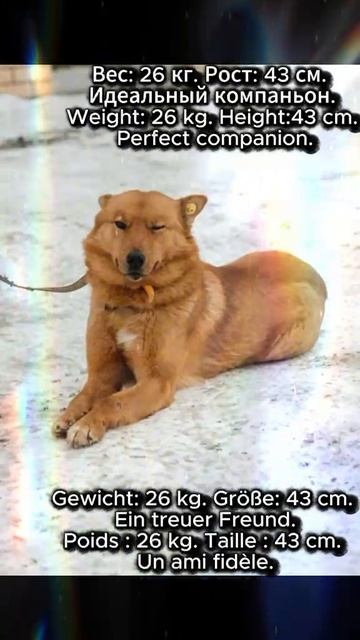 Рыжий — к богатству. Летисий — к любви. 🧡
Меня зовут Летисий. Говорят, рыжие собаки приносят в дом