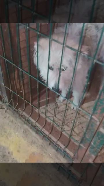 Уфа, Башкирия
Мы кричим 🆘🆘🆘🆘🆘🆘
Россия, откликнись 🙏
Смертники в башкирском отлове😭😭
Помоги