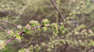 Маленькие весенние радости... 29 апреля 2026 год