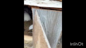 КРОЛИКИ/МИЛАШКИ/ВИДЕО С ЖИВОТНЫМИ