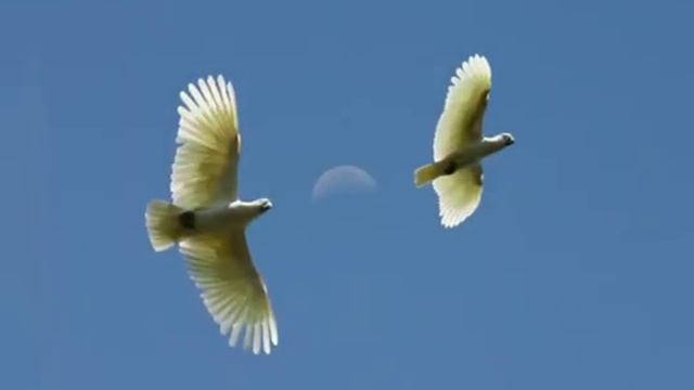 В Синее небо птенцы взлетят . - Христианская песня.