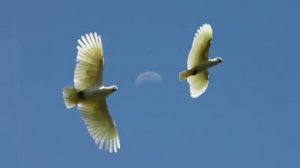 В Синее небо птенцы взлетят . - Христианская песня.