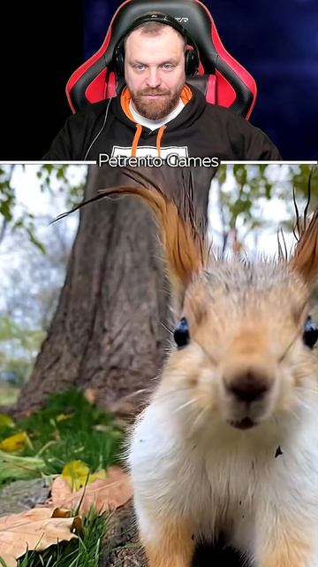 Петренто белочка