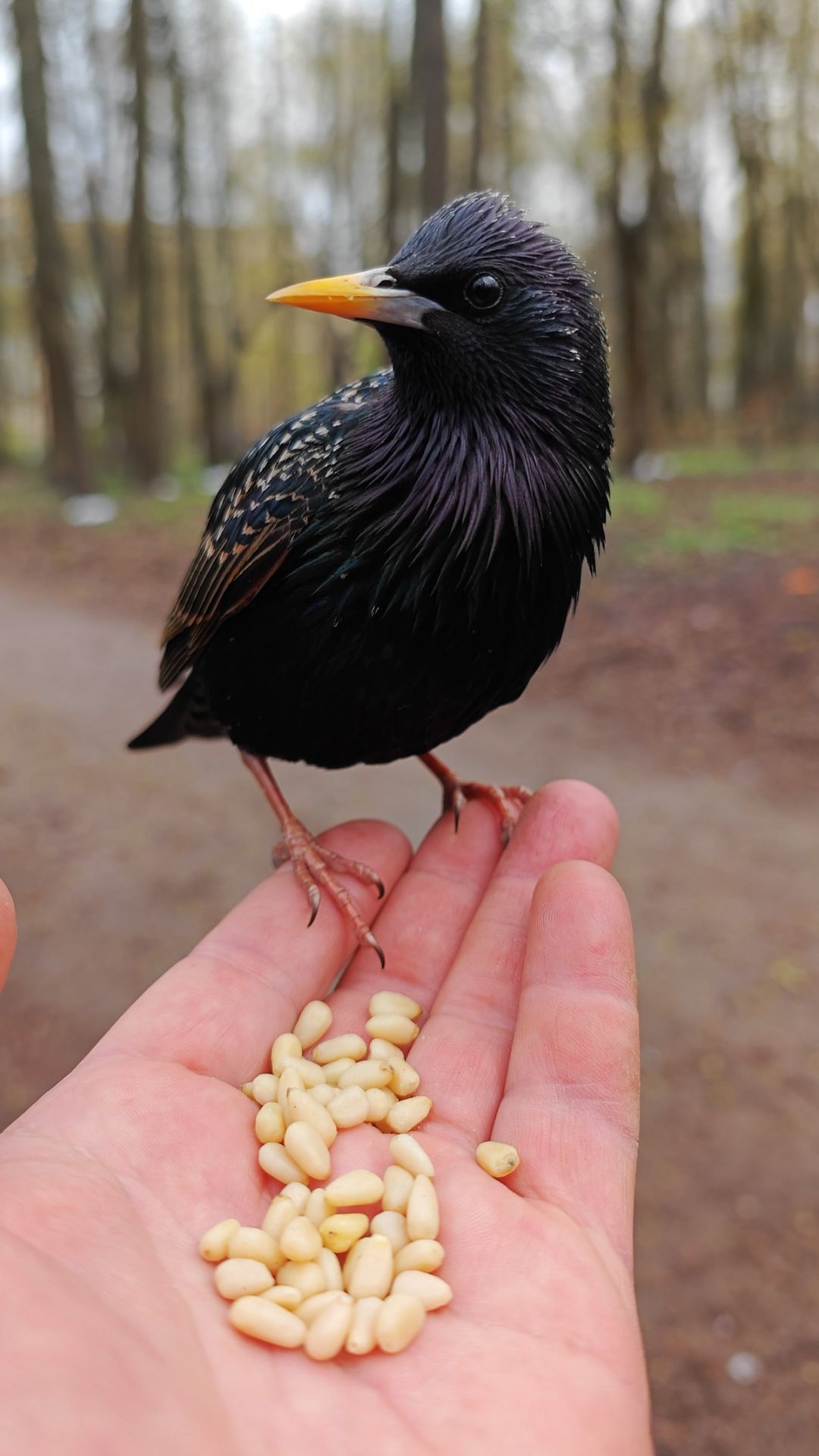 Ручной скворец