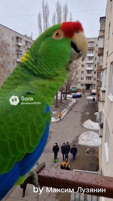 Попугай ругается sora ии funny попугай юмор cute прикол школа animals смех угар pets