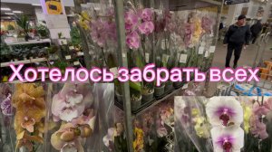 ОБАЛДЕННЫЙ привоз ОрХиДеЙ 😍 Обзор ✅ #орхидеи