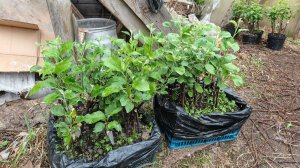 подготовка прививок к высадке в грунт