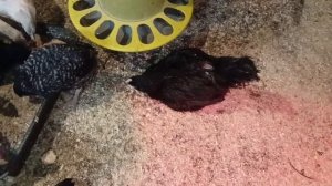 Олин зооопарк🐔🐤🐷