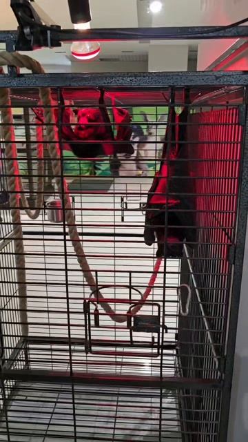 паук птицеед