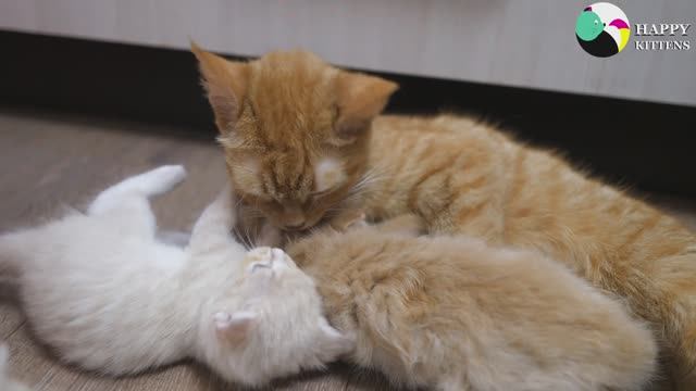 Мама-кошка заботливо ухаживает за своими милыми котятами, вылизывая их и согревая.