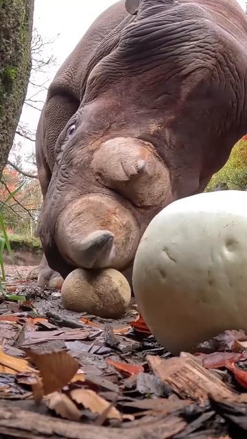 Перекус у носорога