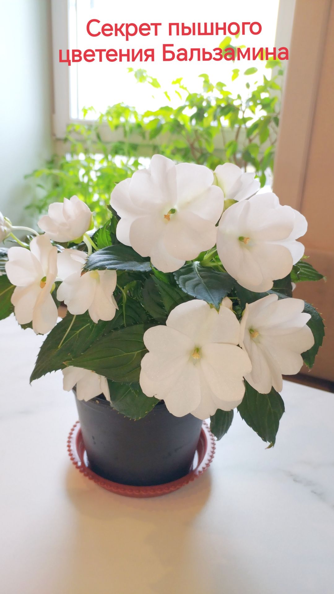 Секрет пышного цветения бальзамина. #секрет_пышного_цветения_бальзамина, #бальзамин, #ванька_мокрый