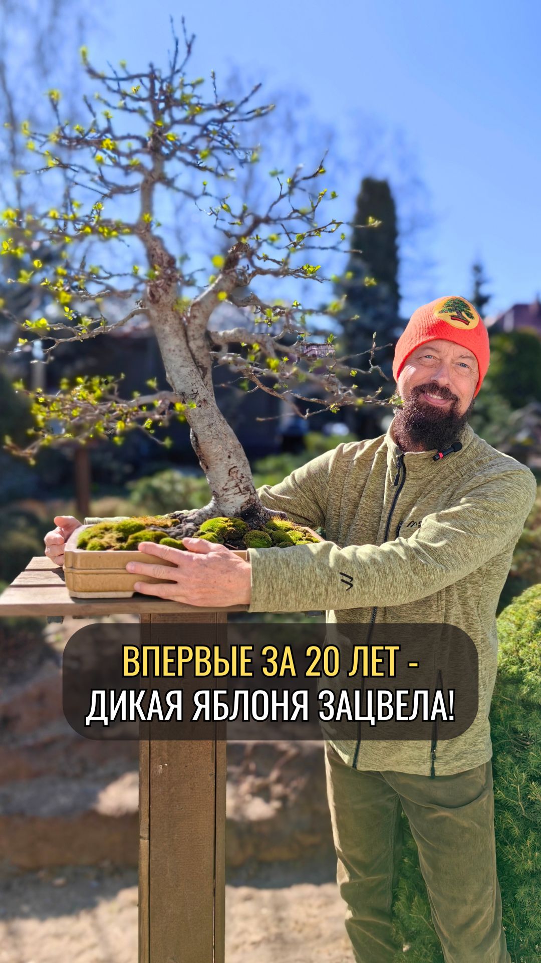 Впервые за 20 лет - дикая яблоня зацвела!