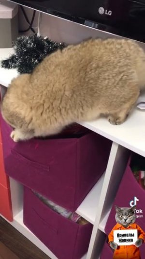 Кот что то спрятал