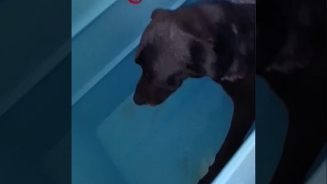 29.04.2026г.  Будни приюта .СПА процедуры для старичков.