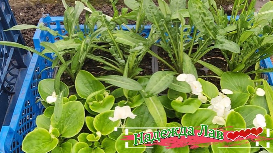 Неожиданный апрельский снег: едем за цветами  и кормим воробьёв 