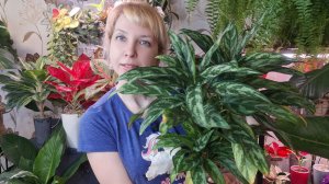 Черенкую аглаонему Марию