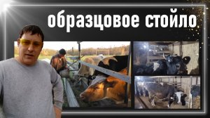 Правильное стойло для коров