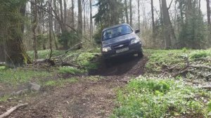 Прогулка по Калининградскому лесу.