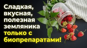 Земляника весной. Три шага к здоровому вкусному урожаю. Антонов сад