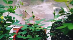 Выращивание роз на подоконнике зимой.