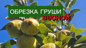 ОБРЕЗКА ГРУШИ ВЕСНОЙ
