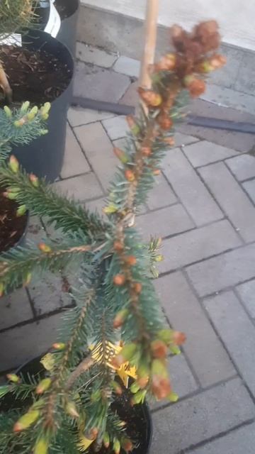 ❤🌲Ель Брунс сербская пендула
✔Продажа растений в макс и телеграм канале: Https://t.me/love_is_hvoiny