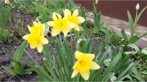 Мини влог/Погода/Цветочно-вязальный разговор