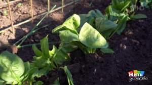 Шпинат дома - путь к долголетию. Жить здорово! Фрагмент выпуска от 29.04.2026