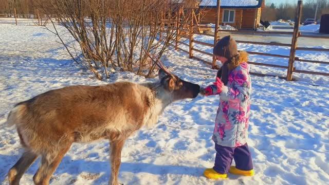 Северный_олень