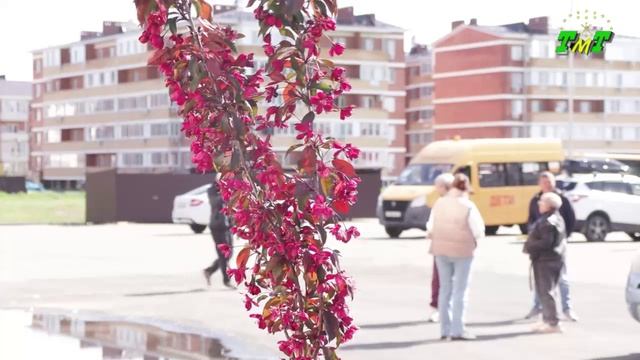 Озеленительная акция в Новой Адыгее