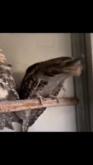 Видео от Красноярская тайга. Фотоловушки