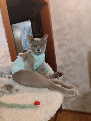 трансляция, обзор на странную игрушку 🫠