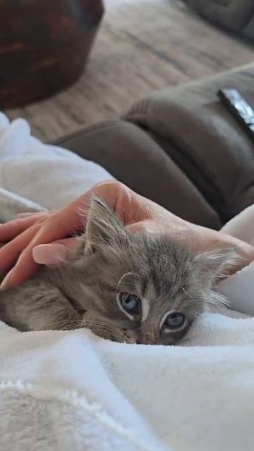 VID-20260403-WA0000.mp4