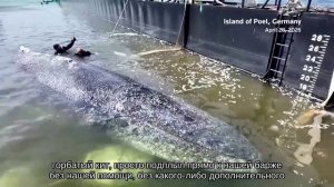 🚨 У берегов Германии пытаются спасти кита Тимми