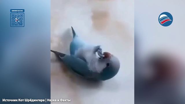 Прирожденный ученик: попугай демонстрирует невероятные способности